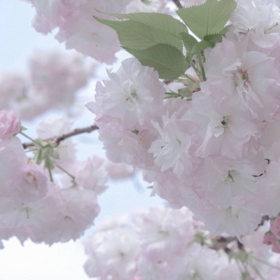 白云FurryQQ群介绍